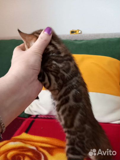 Бенгальские котята