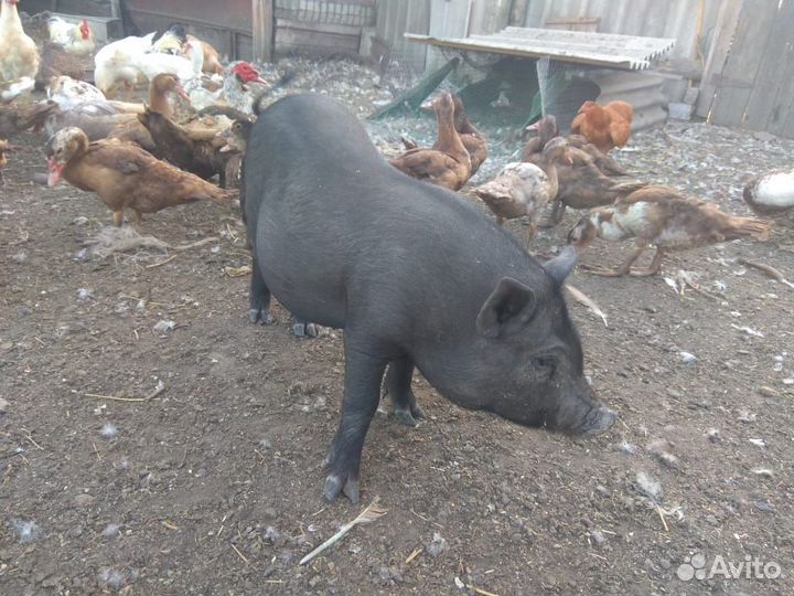 Хряк и селезень