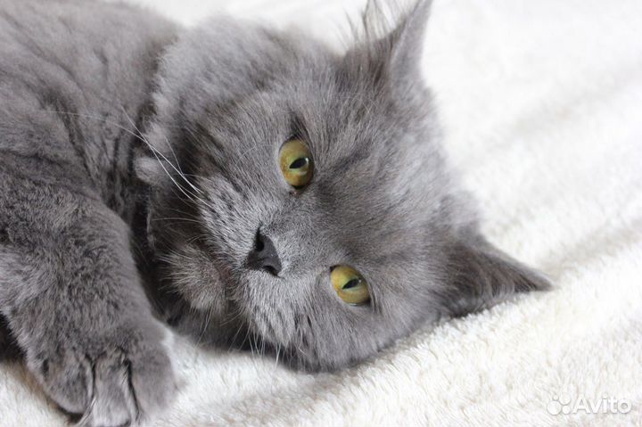 Кот Лёвушка ищет дом