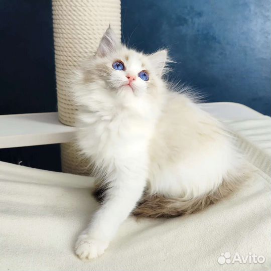 Девочка рэгдолл, Diva,в разведение