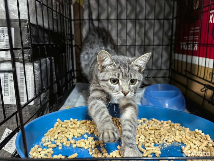 Котёнок окраса вискас