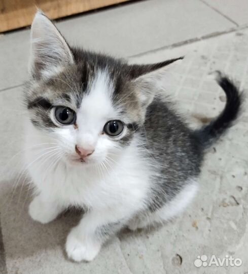 Котята в добрые руки бесплатно