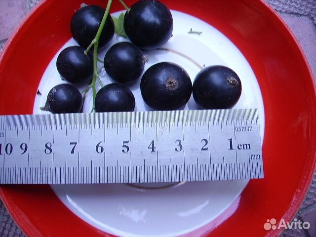 Плодово-ягодные культуры