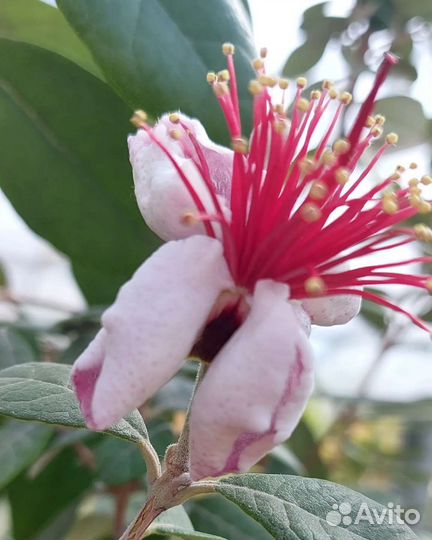 Фейхуа, фейхоа плодовая экзотика