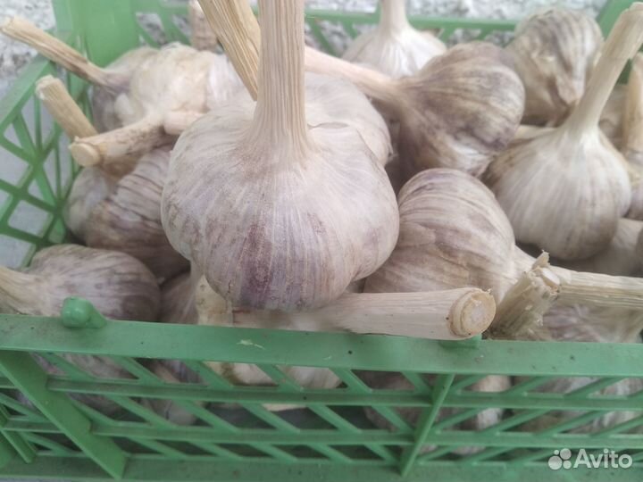 Чеснок на посадку и еду