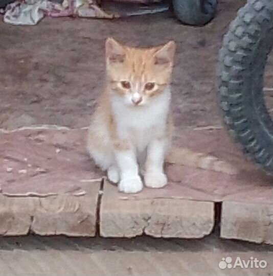 Отдадим котят в хорошие руки