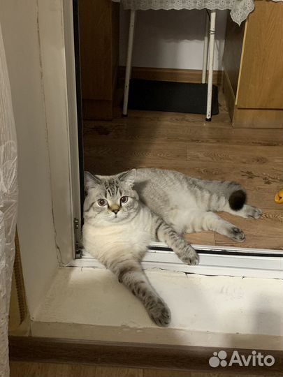 Присмотрю за вашим котом на время отпуска