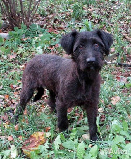 Собака в дар