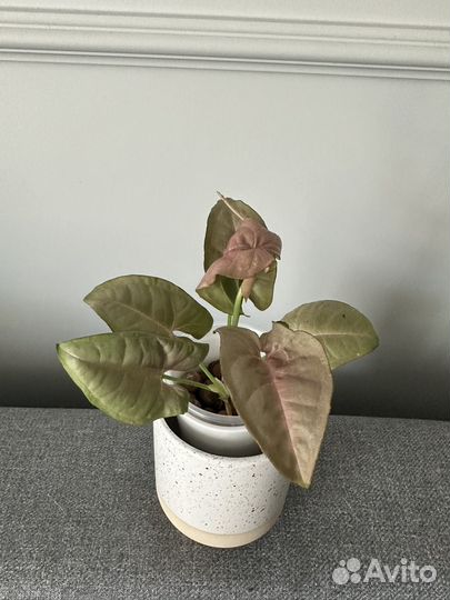 Комнатные растения