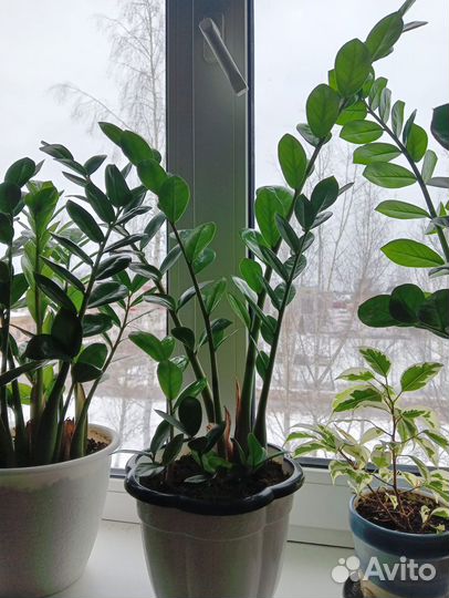 Долларовое дерево