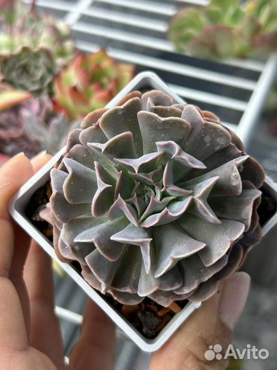 Домашние суккуленты