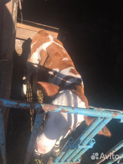 Корова и тёлка