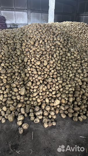 Картофель оптом