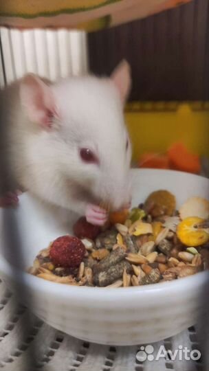 Крысята в добрые руки