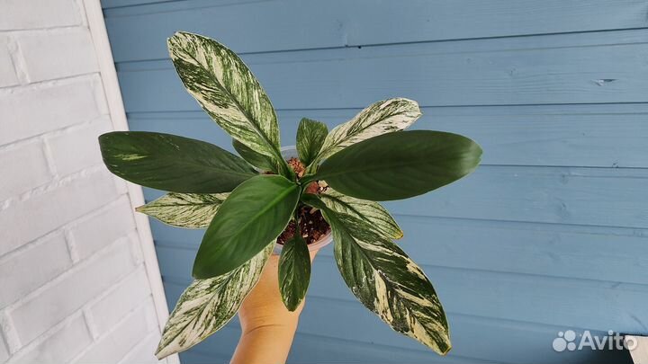 Спатифиллум канифоль