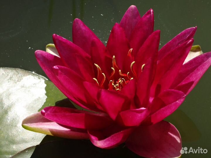 Нимфеи (водные лилии), растения, рыбы для пруда