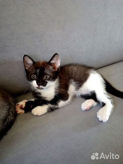 Малыши котята