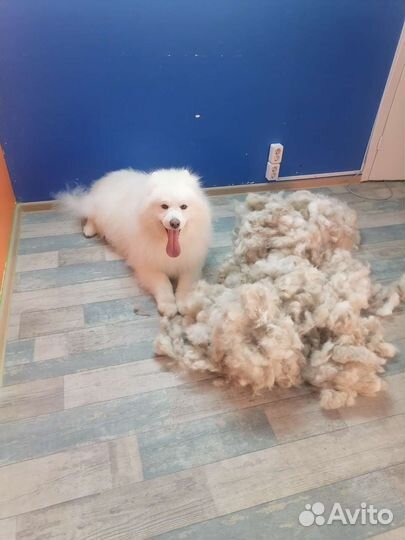 Груминг- стрижки собак всех пород и кошек