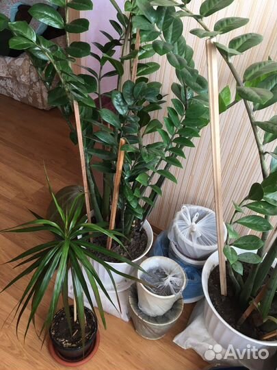 Пальмочка высокая