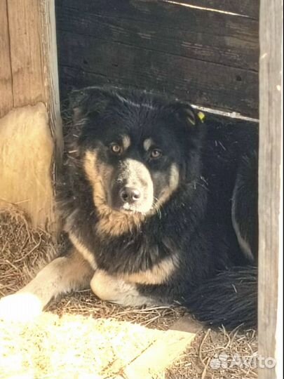 Машка стерильна