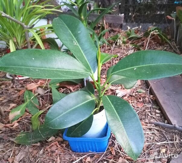 Толстянка (денежное дерево), молочай