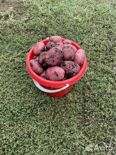 Картофель новый урожай