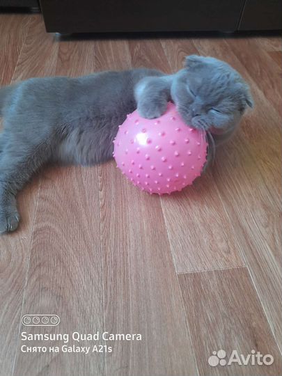 Случка кошки