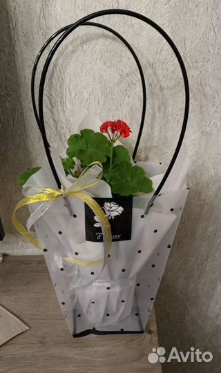 Комнатные растения цветы в упаковке