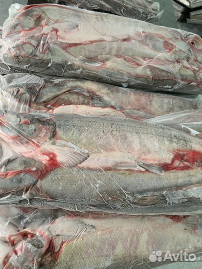 Рыба кета свежемороженая