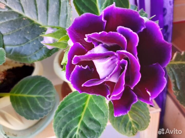 Глоксинии разноцветные