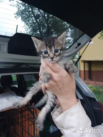 Чудесные малявочки котята тигрята