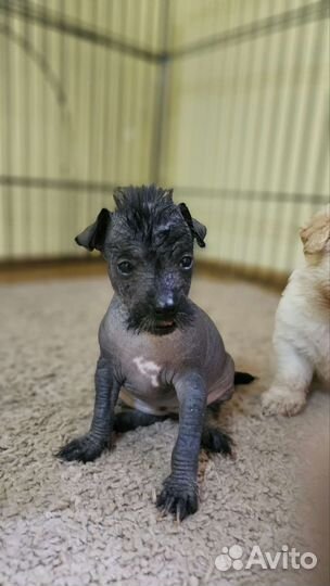 Щенки Ксоло Мексиканской голой собаки