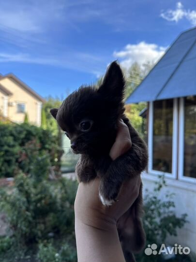 Чихуахуа mini мальчик