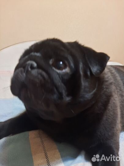 Мопс вязка мальчик