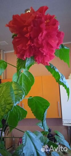 Гибискус китайская роза красная