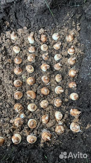 Луковицы нарциссов Replete