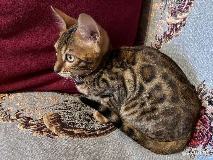 Бенгальские котята
