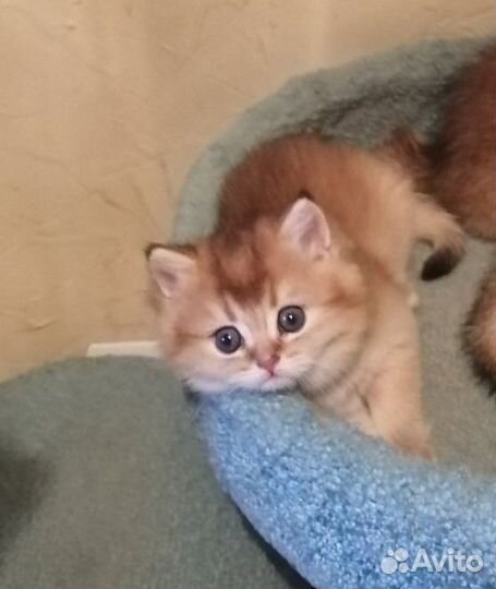 Кошечки золотая шиншилла