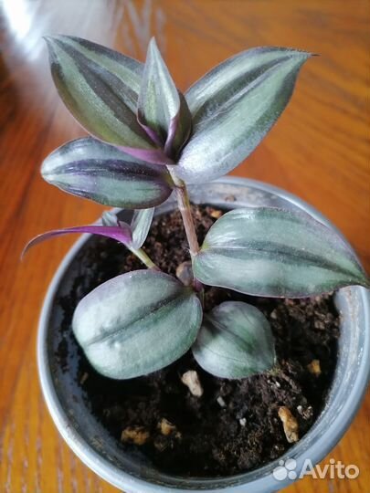 Традесканция Зебрина Silver Ledy кустики