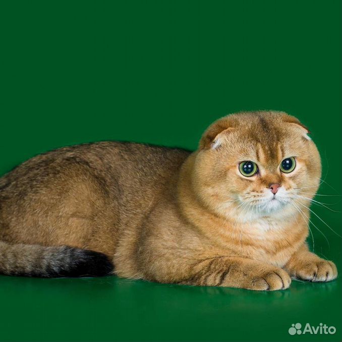 Золотая шиншилла вислоухая фото