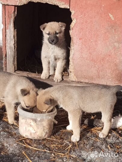 Щенки