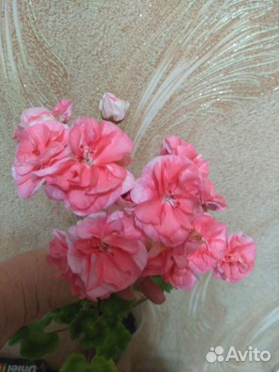 Пеларгония герань