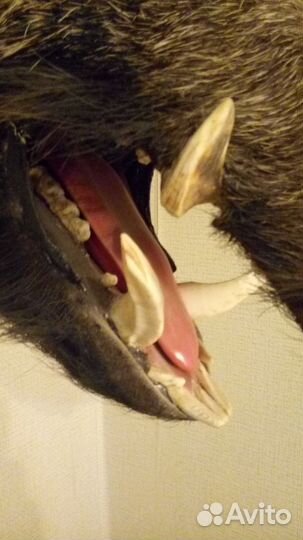 Чучело головы кабана