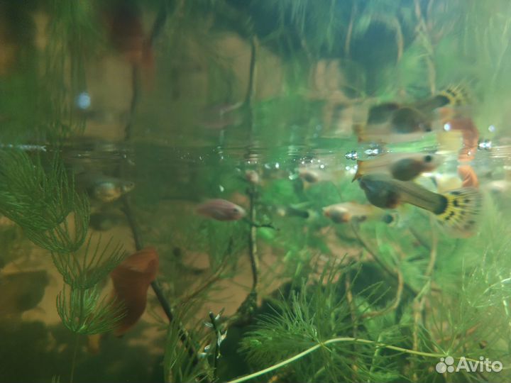 Аквариумные рыбки гуппи
