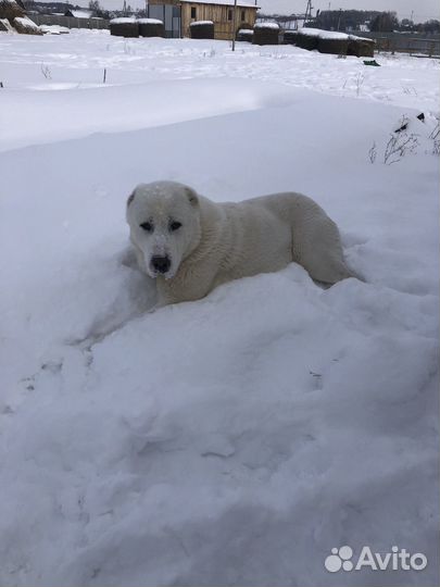 Вязка алабай