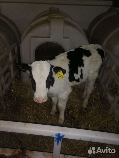 Бычки 2х месячного возраста