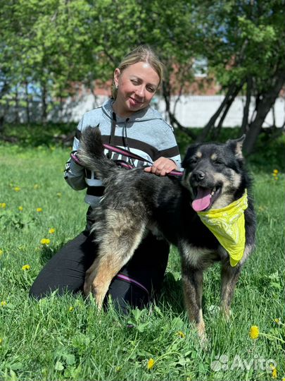 Собака в добрые руки отдам бесплатно