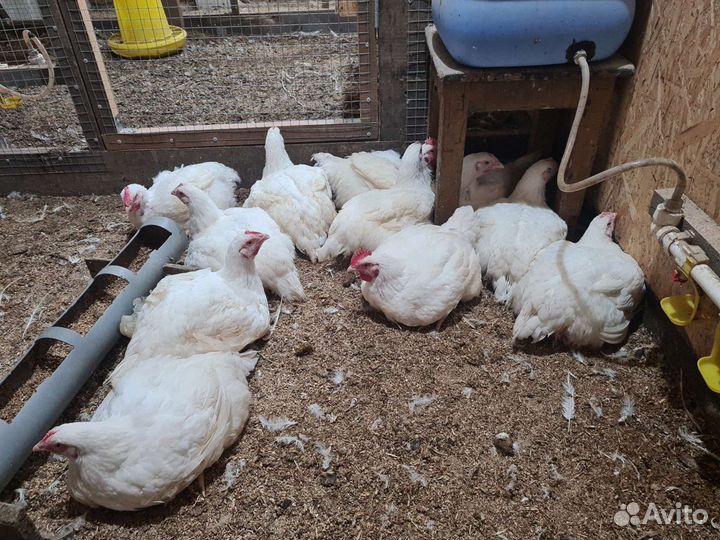 Мясо домашнего броллера