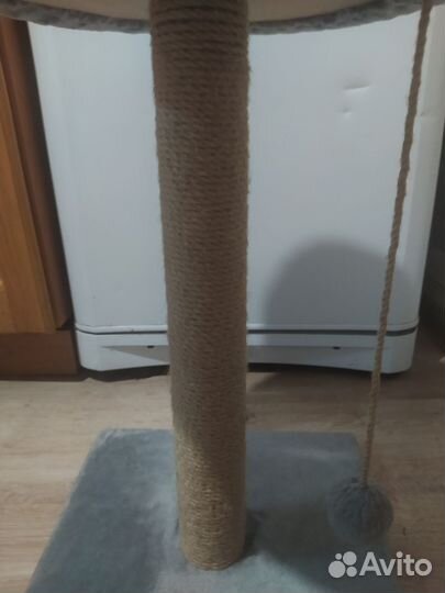 Когтеточка