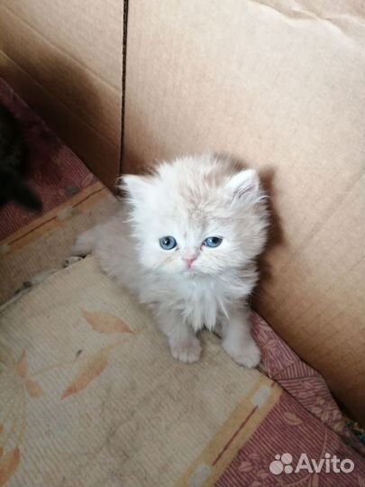 Персидские котята